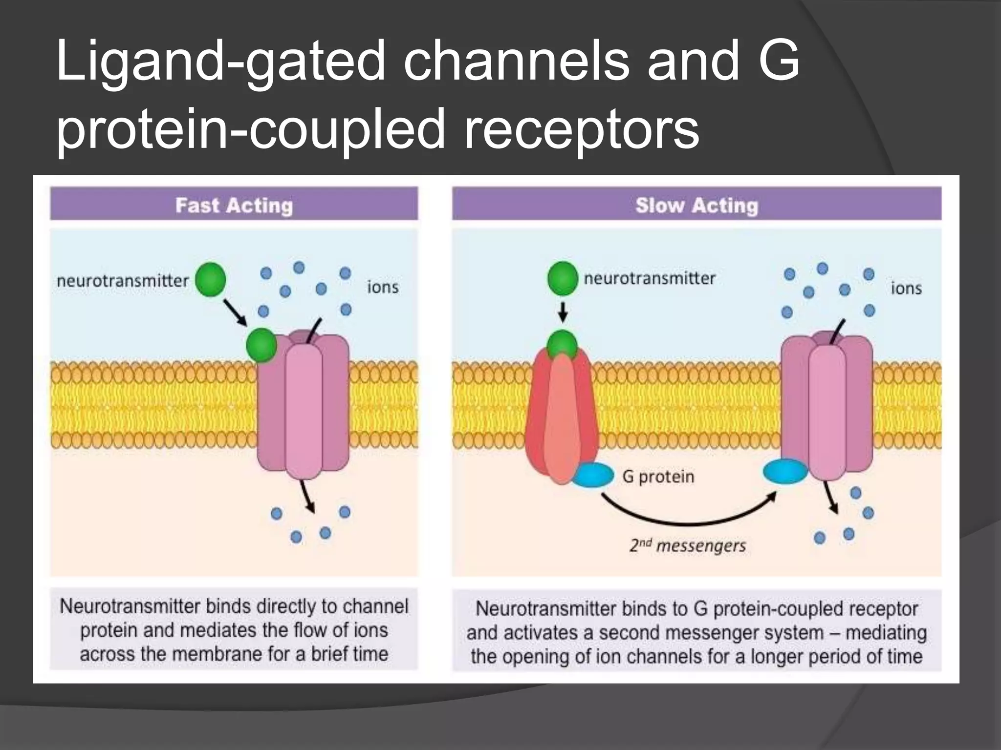 Ligand-gated channels and G
protein-coupled receptors