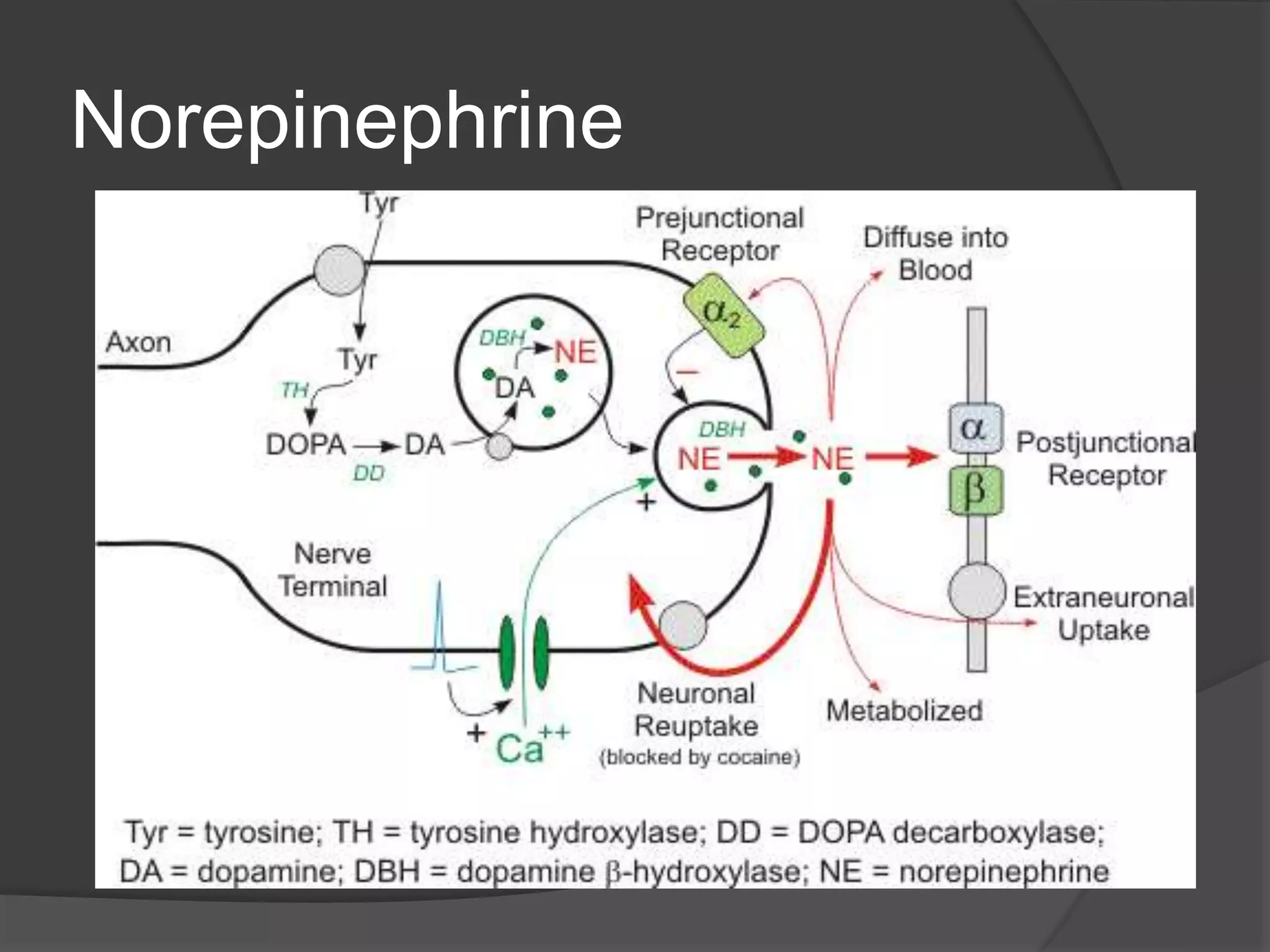 Norepinephrine