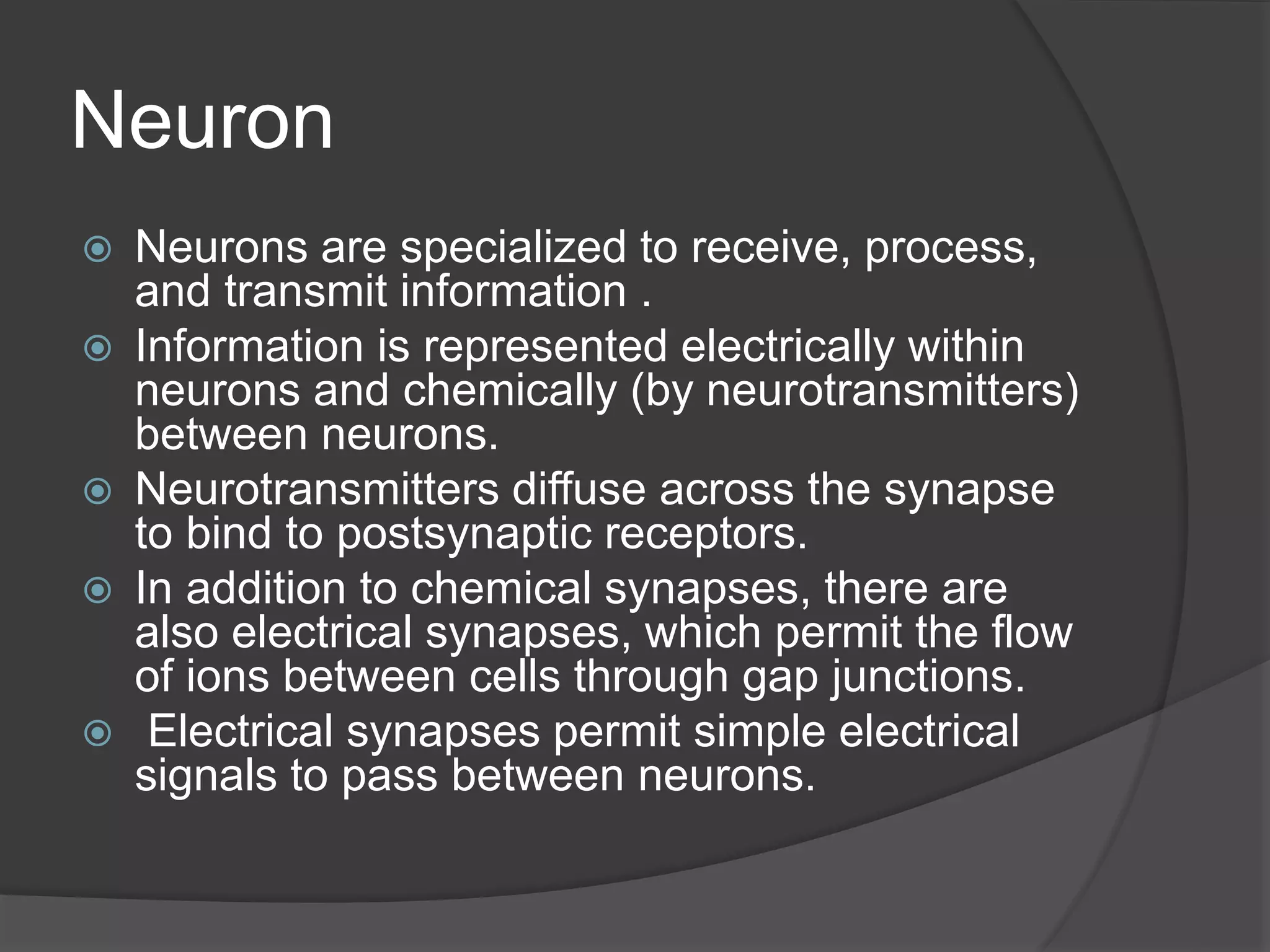 Neuron
Neurons are specialized to receive, process,
and transmit information .
Information is represented electrically within
neurons and chemically (by neurotransmitters)
between neurons.
Neurotransmitters diffuse across the synapse
to bind to postsynaptic receptors.
In addition to chemical synapses, there are
also electrical synapses, which permit the flow
of ions between cells through gap junctions.
Electrical synapses permit simple electrical
signals to pass between neurons.