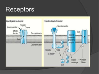 Inactivation of Excess Neurotransmitters
 The action of excess neurotransmitter in
the synapse must be rapidly terminated...