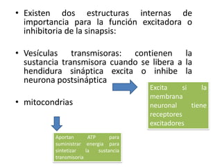 Existen dos estructuras internas de importancia para la función excitadora o inhibitoria de la sinapsis:Vesículas transmisoras: contienen la sustancia transmisora cuando se libera a la hendidura sináptica excita o inhibe la neurona postsinápticamitocondriasExcita si la membrana neuronal tiene receptores excitadoresAportan ATP para suministrar energia para sintetizar la sustancia transmisoria