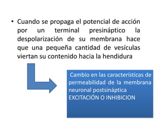 Cuando se propaga el potencial de acción por un terminal presináptico la despolarización de su membrana hace que una pequeña cantidad de vesículas viertan su contenido hacia la hendidura Cambio en las características de permeabilidad de la membrana neuronal postsináptica EXCITACIÓN O INHIBICION