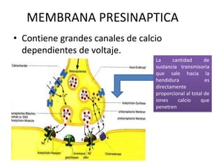 MEMBRANA PRESINAPTICAContiene grandes canales de calcio dependientes de voltaje. La cantidad de sustancia transmisoria que sale hacia la hendidura es directamente proporcional al total de iones calcio que penetren