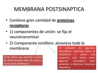 MEMBRANA POSTSINAPTICAContiene gran cantidad de proteínas receptoras 1) componentes de unión: se fija el neurotransmisor2) Componente ionóforo: atraviesa toda la membrana Un activador de segundos mensajeros: protruye hacia el citoplasma y activa una sustancia, que actúa como segundo mensajero para aumentar o disminuir funciones especificas Canal iónico que permite el paso de determinados tipos de iones a traves de la membrana