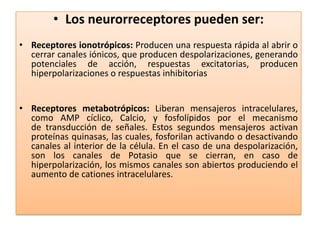Los neurorreceptores pueden ser:Receptores ionotrópicos: Producen una respuesta rápida al abrir o cerrar canales iónicos, que producen despolarizaciones, generando potenciales de acción, respuestas excitatorias, producen hiperpolarizaciones o respuestas inhibitoriasReceptores metabotrópicos: Liberan mensajeros intracelulares, como AMP cíclico, Calcio, y fosfolípidos por el mecanismo de transducción de señales. Estos segundos mensajeros activan proteínas quinasas, las cuales, fosforilan activando o desactivando canales al interior de la célula. En el caso de una despolarización, son los canales de Potasio que se cierran, en caso de hiperpolarización, los mismos canales son abiertos produciendo el aumento de cationes intracelulares.