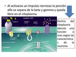 Al activarse un impulso nervioso la porción alfa se separa de la beta y gamma y queda libre en el citoplasmaDentro del citoplasma ejecuta una función o mas según las características de la neurona.