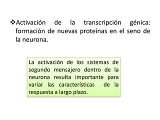 Activacion del AMPc o GMPc en la neurona: pueden activar cambios prolongados en la estructura celular que modifican la excitabilidad de la neurona a largo plazo