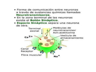 EXCITACIONApertura de los canales de sodio para dejar pasasr grandes cantidades de cargas electricas positivas hacia el interior de la celulapostsinaptica.