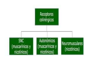 Aumento de la conductancia para los iones potasio fuera de la neurona.