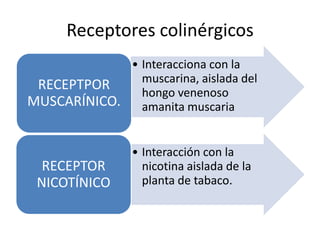 Activación de las enzimas receptoras que inhiben las funciones metabólicas celulares encargadas de aumentar receptores sinápticos.