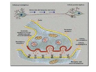 CATECOLAMINASComo la noradrenalina (norepinefrina NE), adrenalina (Epinefrina EPI) y la Dopamina (DA).Se sintetiza en una serie de reacciones enzimáticas a partir del aminoácido tirosina.Sirve como transmisor entre los axones simpáticos postsinápticos y sus efectores del SNALas neuronas que lo utilizan se denominan neuronas adrenérgicas.
