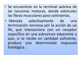 Se encuentran en la terminal axónica de las neuronas motoras, donde estimulan las fibras musculares para contraerlas. liberada selectivamente de una terminación nerviosa por la acción de un PA, que interacciona con un receptor específico en una estructura adyacente y que, si se recibe en cantidad suficiente, produce una determinada respuesta fisiológica.