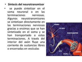 Síntesis del neurotransmisor se puede sintetizar en el soma neuronal o en las terminaciones nerviosas. Algunos neurotransmisores se sintetizan directamente en las terminaciones nerviosas gracias a enzimas que se han sintetizado en el soma y se han transportado a estas terminaciones. A través del interior del axón fluye una corriente de sustancias libres o encerradas en vesículas
