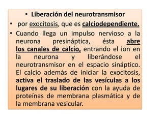 Liberación del neurotransmisor por exocitosis, que es calciodependiente. Cuando llega un impulso nervioso a la neurona presináptica, ésta abre los canales de calcio, entrando el ion en la neurona y liberándose el neurotransmisor en el espacio sináptico. El calcio además de iniciar la exocitosis, activa el traslado de las vesículas a los lugares de su liberación con la ayuda de proteínas de membrana plasmática y de la membrana vesicular.