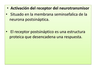 Activación del receptor del neurotransmisor Situado en la membrana seminsefalica de la neurona postsináptica. El receptor postsináptico es una estructura proteica que desencadena una respuesta. 