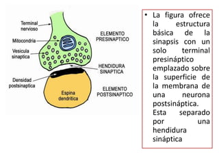 La figura ofrece la estructura básica de la sinapsis con un solo terminal presináptico emplazado sobre la superficie de la membrana de una neurona postsináptica. Esta separado por una hendidura sináptica 