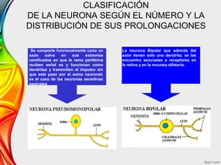 CLASIFICACIÓN
DE LA NEURONA SEGÚN EL NÚMERO Y LA
DISTRIBUCIÓN DE SUS PROLONGACIONES
.
Se comporta funcionalmente cono un
axón salvo en sus extremos
ramificados en que la rama periférica
reciben señal es y funcionan como
dendritas y transmiten el impulso sin
que este pase por el soma neuronal;
es el caso de las neuronas sensitivas
espinales
La neurona Bipolar que además del
axón tienen sólo una dendrita; se las
encuentra asociadas a receptores en
la retina y en la mucosa olfatoria.
 