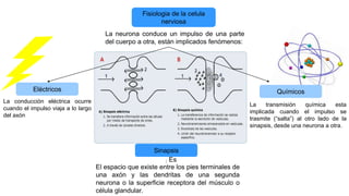 Fisiologia de la celula
nerviosa
La neurona conduce un impulso de una parte
del cuerpo a otra, están implicados fenómenos:
QuímicosEléctricos
La conducción eléctrica ocurre
cuando el impulso viaja a lo largo
del axón
La transmisión química esta
implicada cuando el impulso se
trasmite (“salta”) al otro lado de la
sinapsis, desde una neurona a otra.
Sinapsis
El espacio que existe entre los pies terminales de
una axón y las dendritas de una segunda
neurona o la superficie receptora del músculo o
célula glandular.
Es
 