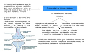 Un impulso nervioso es una onda de
propagación de actividad metabólica
que puede considerarse como un
fenómeno eléctrico que viaja a lo
largo de la membrana neuronal
Transmisión del impulso nervioso
La célula nerviosa (neurona)
Funciones
Propagación del potencial de
acción (impulso o señal
nerviosa) a través del axón
Transmisión a otras neuronas o
a células efectoras para inducir
una respuesta.
Las células efectoras incluyen el músculo
esquelético y cardíaco y las glándulas exocrinas
y endocrinas reguladas por el sistema nervioso.
El axón también se denomina fibra
nerviosa.
Cada neurona individual genera un
PA idéntico después de cada
estímulo y lo conduce a una
velocidad fija a lo largo del axón.
Una neurona determinada recibe gran cantidad de estímulos de
forma simultánea, positivos y negativos, de otras neuronas y los
integra en varios patrones de impulsos diferentes.
 