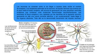 Las neuronas se conectan entre si sin llegar a tocarse (esto recibe el nombre
de sinapsis). Los receptores estimulan en la neurona el impulso nervioso que avanza por
el axón hasta el botón sináptico, allí provoca la generación de unas pequeñas vesículas
sinápticas que contienen unas sustancias denominadas neurotransmisores, que
atraviesan la fisura sináptica y son captadas por las dendritas de la siguiente neurona,
generando en ella una nueva corriente eléctrica, y así sucesivamente, hasta llegar a
los órganos efectores. Todo ello es la denominada transmisión del impulso nervioso.
 
