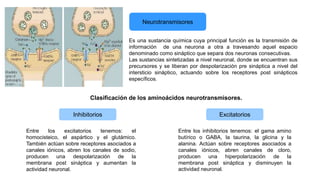 Neurotransmisores
Es una sustancia química cuya principal función es la transmisión de
información de una neurona a otra a travesando aquel espacio
denominado como sináptico que separa dos neuronas consecutivas.
Las sustancias sintetizadas a nivel neuronal, donde se encuentran sus
precursores y se liberan por despolarización pre sináptica a nivel del
intersticio sináptico, actuando sobre los receptores post sinápticos
específicos.
Clasificación de los aminoácidos neurotransmisores.
Entre los excitatorios tenemos: el
homocisteico, el aspártico y el glutámico.
También actúan sobre receptores asociados a
canales iónicos, abren los canales de sodio,
producen una despolarización de la
membrana post sináptica y aumentan la
actividad neuronal.
Inhibitorios Excitatorios
Entre los inhibitorios tenemos: el gama amino
butírico o GABA, la taurina, la glicina y la
alanina. Actúan sobre receptores asociados a
canales iónicos, abren canales de cloro,
producen una hiperpolarización de la
membrana post sináptica y disminuyen la
actividad neuronal.
 