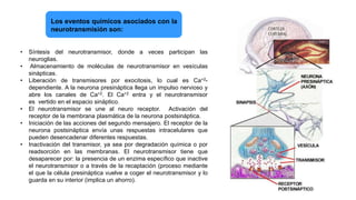 • Síntesis del neurotransmisor, donde a veces participan las
neuroglias.
• Almacenamiento de moléculas de neurotransmisor en vesículas
sinápticas.
• Liberación de transmisores por exocitosis, lo cual es Ca+2-
dependiente. A la neurona presináptica llega un impulso nervioso y
abre los canales de Ca+2. El Ca+2 entra y el neurotransmisor
es vertido en el espacio sináptico.
• El neurotransmisor se une al neuro receptor. Activación del
receptor de la membrana plasmática de la neurona postsináptica.
• Iniciación de las acciones del segundo mensajero. El receptor de la
neurona postsináptica envía unas respuestas intracelulares que
pueden desencadenar diferentes respuestas.
• Inactivación del transmisor, ya sea por degradación química o por
readsorción en las membranas. El neurotransmisor tiene que
desaparecer por: la presencia de un enzima específico que inactive
el neurotransmisor o a través de la recaptación (proceso mediante
el que la célula presináptica vuelve a coger el neurotransmisor y lo
guarda en su interior (implica un ahorro).
Los eventos químicos asociados con la
neurotransmisión son:
 