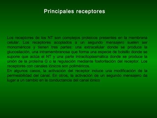 Principales receptores
Los receptores de los NT son complejos proteicos presentes en la membrana
celular. Los receptores acoplados a un segundo mensajero suelen ser
monoméricos y tienen tres partes: una extracelular donde se produce la
glucosilación, una intramembranosa que forma una especie de bolsillo donde se
supone que actúa el NT y una parte intracitoplasmática donde se produce la
unión de la proteína G o la regulación mediante fosforilación del receptor. Los
receptores con canales iónicos son poliméricos.
En algunos casos, la activación del receptor induce una modificación de la
permeabilidad del canal. En otros, la activación de un segundo mensajero da
lugar a un cambio en la conductancia del canal iónico
 