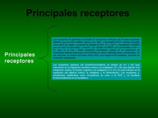 Los receptores de glutamato se dividen en receptores ionotropos de N-metil-d-aspartato
(NMDA), que se unen a NMDA, glicina, cinc, Mg++ y fenciclidina (PCP, también conocido
como polvo de ángel) y producen la entrada de Na+, K+ y Ca++; y receptores no-NMDA
que se unen al quiscualato y kainato. Los canales no-NMDA son permeables al Na+ y
K+ pero no al Ca++. Estos receptores excitadores median en la producción de
importantes efectos tóxicos por el incremento de calcio, radicales libres y proteinasas. En
las neuronas, la síntesis del óxido nítrico (NO), que regula la NO-sintetasa, aumenta en
respuesta al glutamato.
Los receptores opiáceos (de endorfina-encefalina) se dividen en m1 y m2 (que
intervienen en la integración sensitivo-motora y la analgesia), D1 y D2 (que afectan a la
integración motora, la función cognitiva y la analgesia) y k1, k2 y k3 (que influyen en la
regulación del balance hídrico, la analgesia y la alimentación). Los receptores s,
actualmente clasificados como no-opiáceos se unen a la PCP y se localizan
fundamentalmente en el hipotálamo.
Principales receptores
Principales
receptores
 
