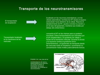 Transporte de los neurotransmisores
El transportador
de recaptación
localizado en las neuronas presinápticas y en las
células plasmáticas, bombea los NT desde el espacio
extracelular hacia elinterior de la célula. Repone el
abastecimiento de NT, ayuda a concluir su acción y,
en el caso del glutamato, mantiene sus niveles por
debajo del umbral tóxico
Transportador localizado
en la membrana de las
vesículas
concentra el NT en las mismas para su posterior
exocitosis. Estos transportadores son activados por
el pH citoplasmático y el gradiente de voltaje a
través de la membrana vesicular. Durante la anoxia
y la isquemia cambia el gradiente iónico
transmembrana, y el glutamato se transporta desde
las vesículas hasta el citoplasma, aumentando su
concentración hasta niveles potencialmente tóxicos.
FIGURA V.IA. Las vías de los
neurotransmisores:
noradrenérgicos (en azul) y
dopaminérgicos (en amarillo).
Las letras A indican la
localización de grupos
neuronales que sintetizan el
neurotransmisor.
 