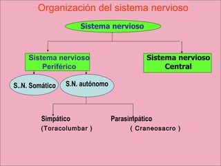 Organización del sistema nervioso Sistema nervioso Sistema nervioso Periférico Sistema nervioso Central S..N. Somático S.N. autónomo Simpático  Parasimpático (Toracolumbar )  ( Craneosacro )  