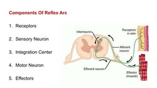 Neurotrasmitter, synapse and reflex | PPTX