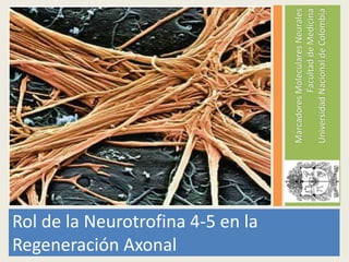 MarcadoresMolecularesNeurales
FacultaddeMedicina
UniversidadNacionaldeColombia
Rol de la Neurotrofina 4-5 en la
Regeneración Axonal
 