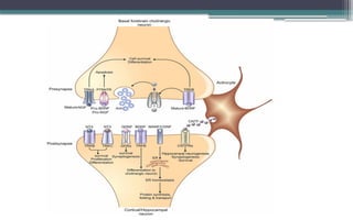 Neurotrophic Factors | PPTX