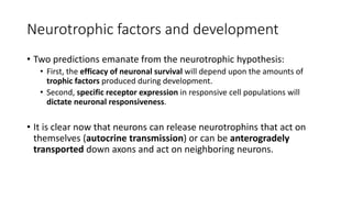 Neurotrophic factors and development
• Two predictions emanate from the neurotrophic hypothesis:
• First, the efficacy of neuronal survival will depend upon the amounts of
trophic factors produced during development.
• Second, specific receptor expression in responsive cell populations will
dictate neuronal responsiveness.
• It is clear now that neurons can release neurotrophins that act on
themselves (autocrine transmission) or can be anterogradely
transported down axons and act on neighboring neurons.