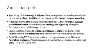 Axonal transport
• Specificity of the biological effects of neurotrophins can also be modulated
by the intracellular location of the neurotrophin ligand receptor complex.
• A central theme of the neurotrophic hypothesis is that neuronal survival
and differentiation depend upon the retrograde signaling of trophic
factors produced at the target tissue.
• Each neurotrophin binds to transmembrane receptors and undergoes
internalization and transport from axon terminals to neuronal cell bodies.
• Both Trk and p75NTR receptors undergo retrograde transport. The term
“signaling endosome” has been coined to describe membrane vesicles that
carry Trk, p75NTR , and NGF.