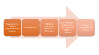 Neurotrophin
binds to
transmembrane
receptor.
Internalization
Signaling
endosome
travels at 3-
10mm/hr.
Phosphorylation
and activation
of transcription
factors in
nucleus.
Cellular
response and
survival.