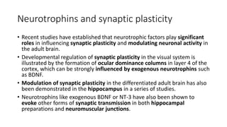 Neurotrophins and synaptic plasticity
• Recent studies have established that neurotrophic factors play significant
roles in influencing synaptic plasticity and modulating neuronal activity in
the adult brain.
• Developmental regulation of synaptic plasticity in the visual system is
illustrated by the formation of ocular dominance columns in layer 4 of the
cortex, which can be strongly influenced by exogenous neurotrophins such
as BDNF.
• Modulation of synaptic plasticity in the differentiated adult brain has also
been demonstrated in the hippocampus in a series of studies.
• Neurotrophins like exogenous BDNF or NT-3 have also been shown to
evoke other forms of synaptic transmission in both hippocampal
preparations and neuromuscular junctions.