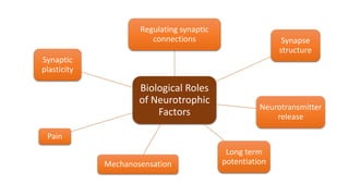 Biological Roles
of Neurotrophic
Factors
Regulating synaptic
connections Synapse
structure
Neurotransmitter
release
Long term
potentiation
Mechanosensation
Pain
Synaptic
plasticity