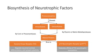 Biosynthesis of Neurotrophic Factors
Proneurotrophins
Cleaved
Intracellularly Extracellularly
By Furin or Proconverteases
By Plasmin or Matrix Metalloproteases
Mature Proteins
Bind to
Tyrosine Kinase Receptor (TrK) p75 Neurotrophin Receptor (p75NTR)
Regulate neuronal survival,
differentiation, and synaptic plasticity.
Modulate affinity of TrK neurotrophin
associations.