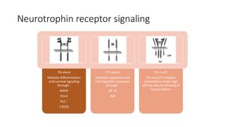 Neurotrophin receptor signaling
Trk alone
Mediate differentiation
and survival signaling
through :
MAPK
PI3-K
PLC-ᵞ
CREB
P75 alone
Mediates Apoptotic and
cell migration responses
through :
NF-ᵏB
JNK
Trk + p75
Trk and p75 receptor
interactions create high
affinity sites for binding of
neurotrophins.