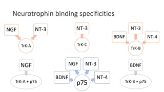 Neurotrophin binding specificities
TrK-A
NGF NT-3
TrK-B
BDNF
NT-3
NT-4
TrK-C
NT-3
p75
BDNF
NGF NT-3
NT-4
TrK-A + p75
NGF
TrK-B + p75
BDNF