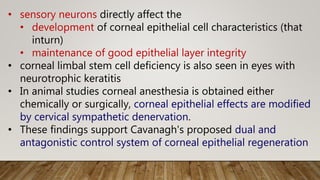 • sensory neurons directly affect the
• development of corneal epithelial cell characteristics (that
inturn)
• maintenance of good epithelial layer integrity
• corneal limbal stem cell deficiency is also seen in eyes with
neurotrophic keratitis
• In animal studies corneal anesthesia is obtained either
chemically or surgically, corneal epithelial effects are modified
by cervical sympathetic denervation.
• These findings support Cavanagh's proposed dual and
antagonistic control system of corneal epithelial regeneration
 