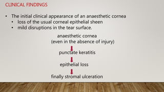CLINICAL FINDINGS
• The initial clinical appearance of an anaesthetic cornea
• loss of the usual corneal epithelial sheen
• mild disruptions in the tear surface.
punctate keratitis
epithelial loss
finally stromal ulceration
anaesthetic cornea
(even in the absence of injury)
 
