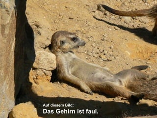Menschen. Märkte. Neuronen. Twittwoch-Edition.Auf diesem Bild:Das Gehirn ist faul.