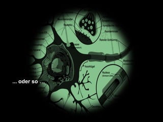 So sehen Neuronen aus …