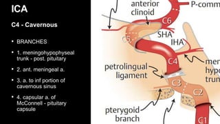 • BRANCHES
• 1. meningohypophyseal
trunk - post. pituitary
• 2. ant. meningeal a.
• 3. a. to inf portion of
cavernous sinus
• 4. capsular a. of
McConnell - pituitary
capsule
ICA
C4 - Cavernous
 