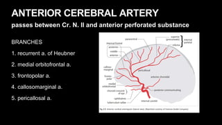 ANTERIOR CEREBRAL ARTERY
passes between Cr. N. II and anterior perforated substance
BRANCHES
1. recurrent a. of Heubner
2. medial orbitofrontal a.
3. frontopolar a.
4. callosomarginal a.
5. pericallosal a.
 