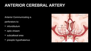 ANTERIOR CEREBRAL ARTERY
Anterior Communicating a.
perforators to:
• infundibulum
• optic chiasm
• subcallosal area
• preoptic hypothalamus
 