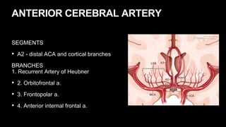 ANTERIOR CEREBRAL ARTERY
SEGMENTS
• A2 - distal ACA and cortical branches
BRANCHES
1. Recurrent Artery of Heubner
• 2. Orbitofrontal a.
• 3. Frontopolar a.
• 4. Anterior internal frontal a.
 