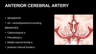 ANTERIOR CEREBRAL ARTERY
• SEGMENTS
• A3 - vertical/postcommunicating
BRANCHES
• Callsomarginal a.
• Pericallosal a.
• Middle internal frontal a.
• posterior internal frontal a.
 